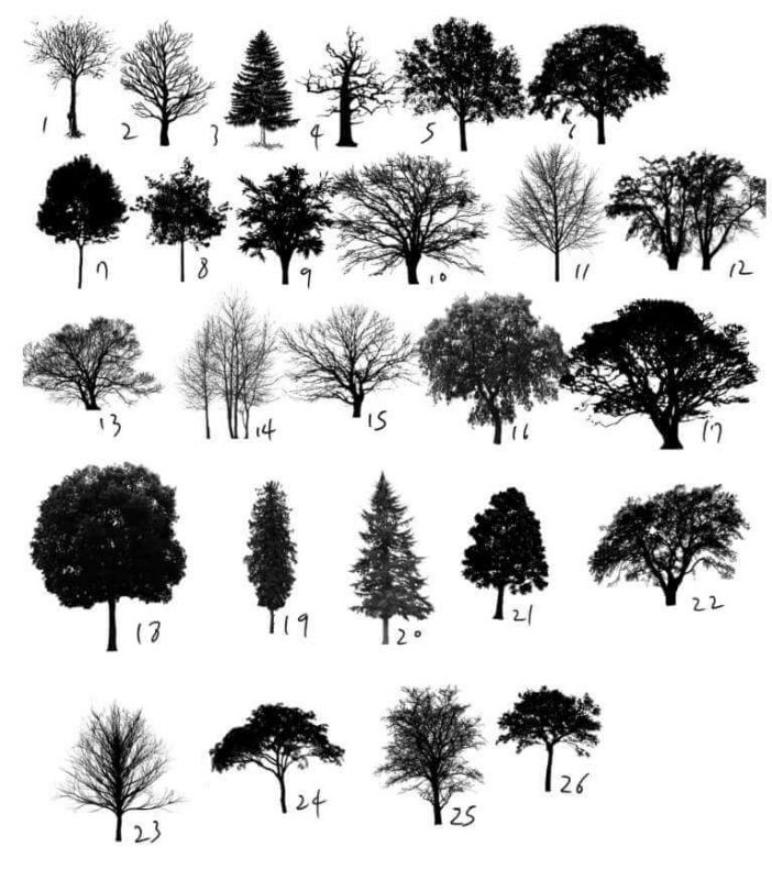 free procreate tree brushes nature